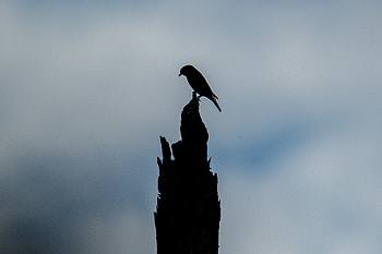 Animals, Sky, Silhouette, Bird, Log HD wallpaper