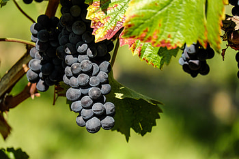 Food, Grapes, Berries, Branch, Ripe HD wallpaper