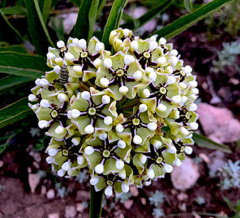 Exotic flower, white-green, flowers, nature, exotic, graphy HD wallpaper