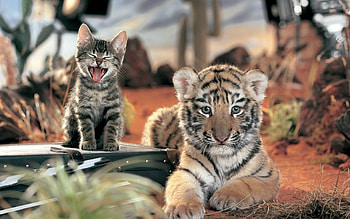 Animals, Tigers HD wallpaper