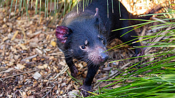 Endangered marsupial species, Australian wildlife, Auckland Zoo exhibit, Tasmanian Devil HD wallpaper
