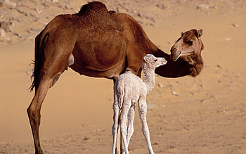 Mother and baby, Camels HD wallpaper