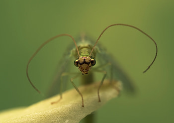 Funny insect, summer, green, funny, insect, vara HD wallpaper