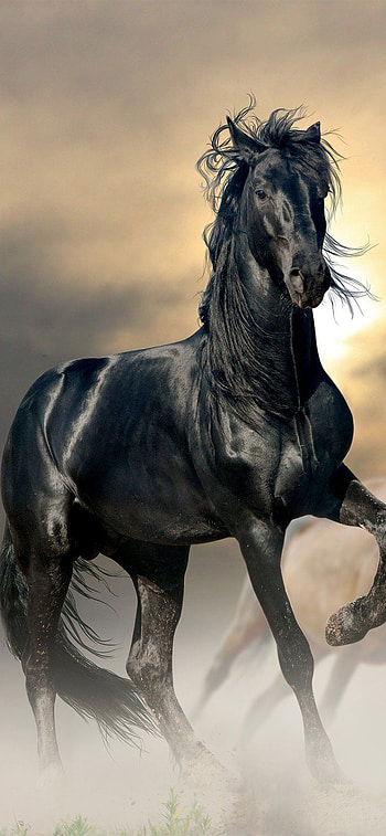 Full Horse, Running Horse HD phone wallpaper