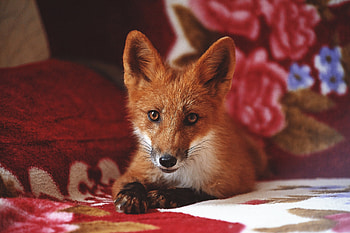 Majestic Fox : Nature’s Elegant Beauty, Animal, fox HD wallpaper