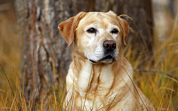 Animals, Grass, Dog, Labrador, Nose HD wallpaper