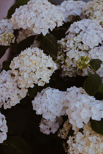 Flowers, Bush, Bloom, Flowering, Hydrangea HD phone wallpaper