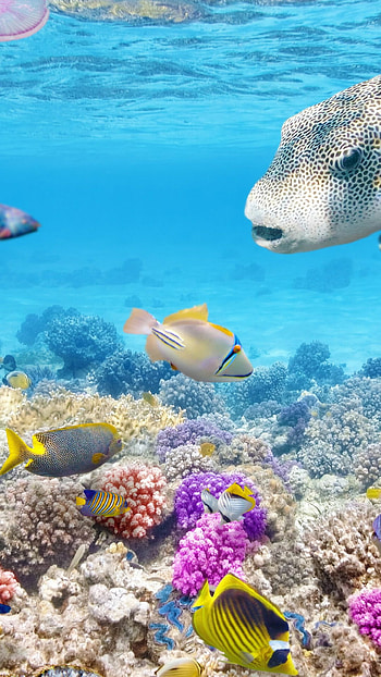 Great Barrier Reef HD phone wallpaper