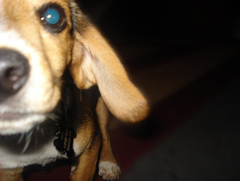 Beagle, dog, puppy, cute, vmhenson HD wallpaper