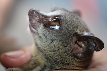 Bush Baby (Galago), Zanzibar bushbaby inaturalist, Galagoides zanzibaricus, Wildlife graphy HD wallpaper