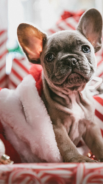 Bulldog, Cute bulldog , Expert HD phone wallpaper