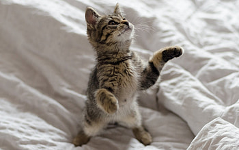 Cat, cute, neko, kitty HD wallpaper