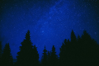 Trees, Night, Dark, Starry Sky HD wallpaper