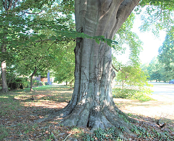 The American, Beech Tree HD wallpaper