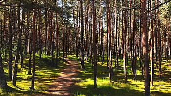 Outdoor workout, Pine tree forest, Weight loss, Active lifestyle HD wallpaper