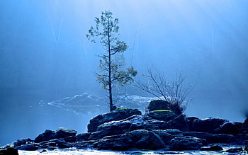 Nature, Lake, Wood, Tree, Fog HD wallpaper