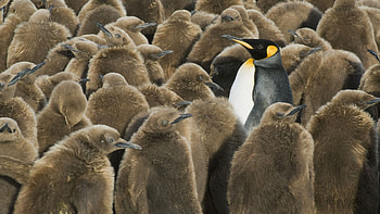 Animal kingdom, Emperor penguin, King penguin, Majestic beauty HD wallpaper