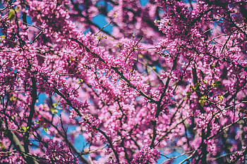 Pink Tree Branches , trees, pink, nature HD wallpaper