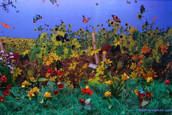 In The Garden, butterflies, garden HD wallpaper