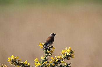 Animals, Flowers, Bird, Linnet HD wallpaper