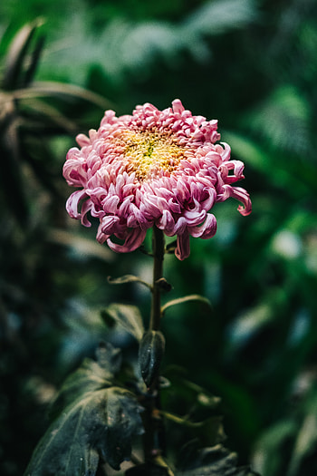 Flowers, Pink, Chrysanthemum, Bud, Blur, Smooth, Stem, Stalk HD phone wallpaper
