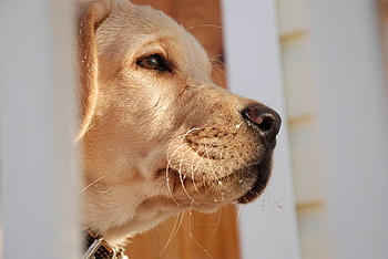 Animals, Dog, Muzzle, Eyes, Labrador, Nose HD wallpaper