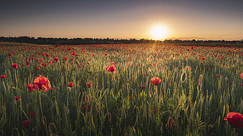 Sunset, Poppy Flowers HD wallpaper