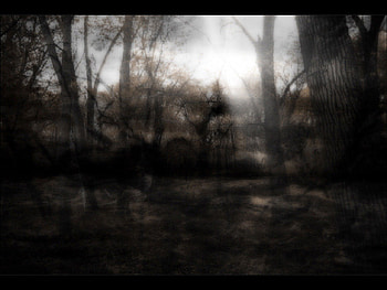 Dark waters, murky, waters, forest, dark HD wallpaper