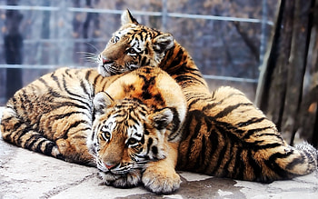 Animals, Tigers, Predators, Couple, Pair, Tenderness, Tiger Cubs HD wallpaper
