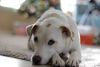 Animals, Lies, Dog, Muzzle HD wallpaper