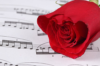 Romance, notes, graphy, elegantly, drops, beautiful, nice, still life, rose, music, wet, flower, red, cool, , harmony HD wallpaper
