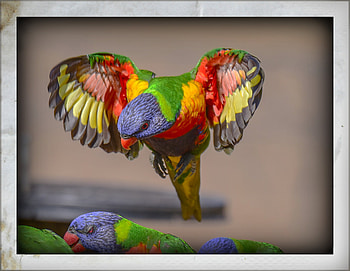 FRAMED BIRDS, BIRDS, NATURE, FRAMED HD wallpaper