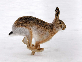 Running Bunny, cool HD wallpaper
