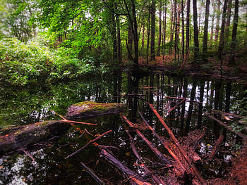 Gaia’s Embrace, forest, tree, creek, graphy, nature, outdoor HD wallpaper