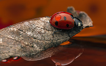 Ladybug, animal, macro, insect HD wallpaper