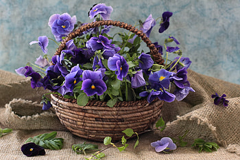 still life for my friend Revelzetta, blue, basket, pansy, still life HD wallpaper