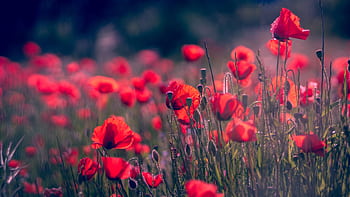 A vivid field of blooming red poppies in Lloret de Mar, Spain, showcasing nature's beauty. HD wallpaper