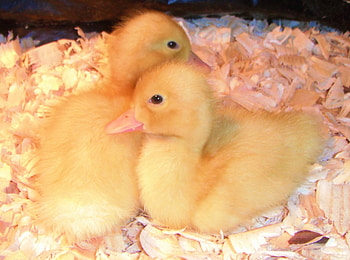 Pekin Ducklings, birds, Ducklings, Pekin, Ducks HD wallpaper