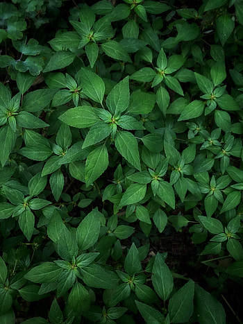 Plants, Leaves, Macro HD phone wallpaper