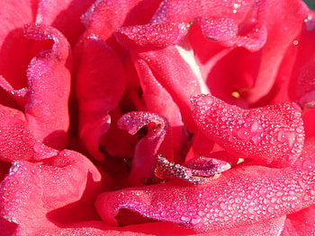 Drops, Macro, Rose Flower, Rose, Petals, Dew HD wallpaper