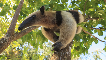 Anteater myrmecophaga tridactyla, Rehab center, Forest preserve, Roatn bay islands HD wallpaper