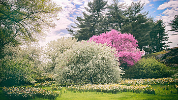 Spring Symphonie, New York Botanical Garden, flowers, blossoms, trees, landscape, park, usa HD wallpaper