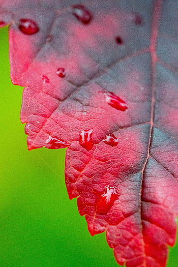 Drops, Macro, Wet, Sheet, Leaf HD phone wallpaper