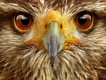 sharp eyes, howk, feathers, owl HD wallpaper