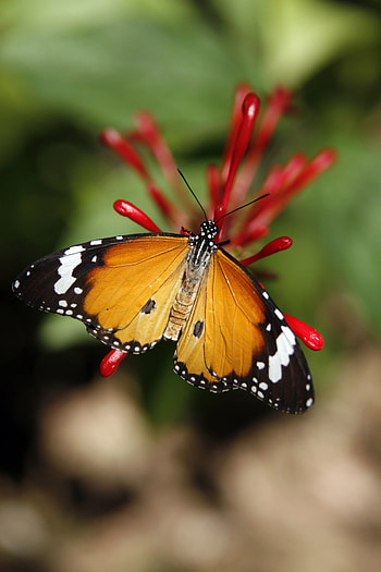 Animals, Flower, Pattern, Butterfly, Wings, Monarch Butterfly, Butterfly Monarch HD phone wallpaper