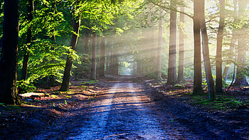 Road in the Forest HD wallpaper