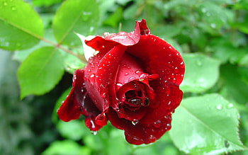 ❤, Flower, Drops, Red, Rose HD wallpaper
