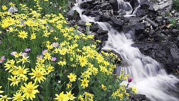 Nature, Flowers, Rivers, Stones, Mountain HD wallpaper