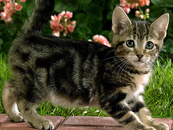 Animals, Cats HD wallpaper