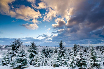 Winter time, winter, peaceful, wonderful, shining, fog, mountains, gorgeous, other, cold, miracle, magnificent, travels, nature, whiter trees, splendor blue in winter, graphy, silent, frosty, xmas, mist, quiet, holiday, shine, amazing, greeting, frozen, beautiful, splendidly, seasons, celebration, christmas, cool, splendor, rivers HD wallpaper